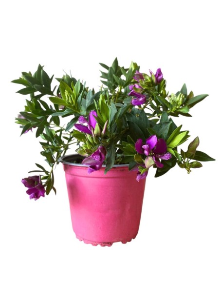 POLIGALA MIRTIFOLIA arbusto perenne fioritura prolungata