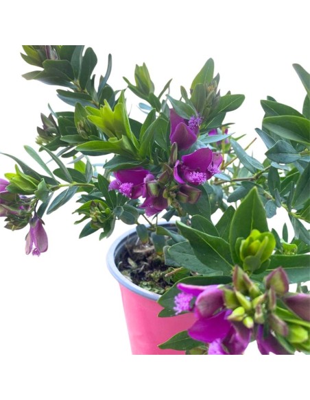 POLIGALA MIRTIFOLIA arbusto perenne fioritura prolungata