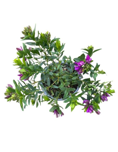 POLIGALA MIRTIFOLIA arbusto perenne fioritura prolungata