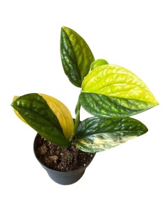 EPIPREMNUM MARBLE PLANET VARIEGATO di rara bellezza