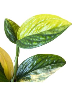 EPIPREMNUM MARBLE PLANET VARIEGATO di rara bellezza 2