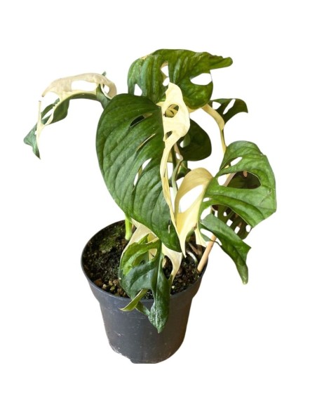 MONSTERA JAPANESE TRICOLOR foglie variegate uniche