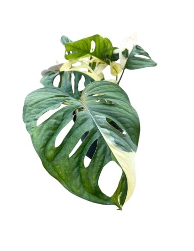 MONSTERA JAPANESE TRICOLOR foglie variegate uniche