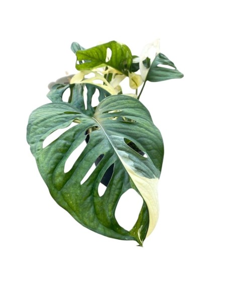 MONSTERA JAPANESE TRICOLOR foglie variegate uniche