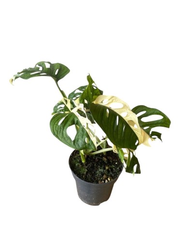 MONSTERA JAPANESE TRICOLOR foglie variegate uniche