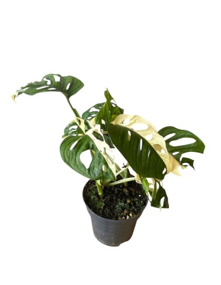 MONSTERA JAPANESE TRICOLOR foglie variegate uniche