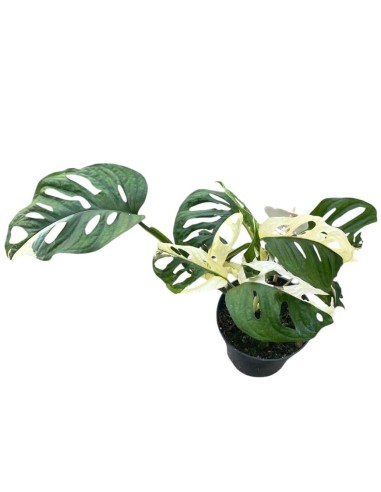 MONSTERA JAPANESE TRICOLOR foglie variegate uniche