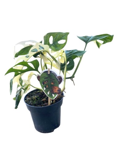 MONSTERA JAPANESE TRICOLOR foglie variegate uniche