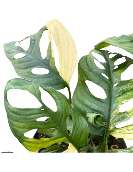MONSTERA ADANSONII 'AUREA' foglie dorate uniche