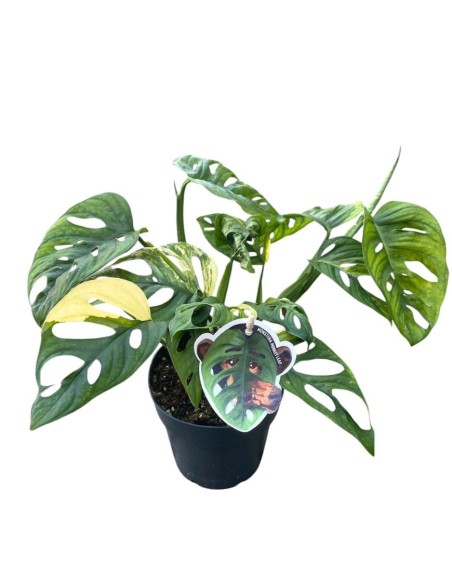 MONSTERA ADANSONII 'AUREA' foglie dorate uniche