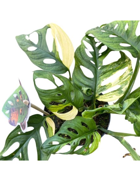 MONSTERA ADANSONII 'AUREA' foglie dorate uniche