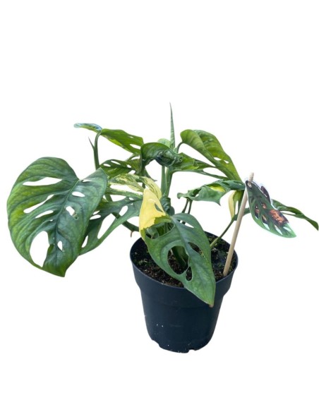 MONSTERA ADANSONII 'AUREA' foglie dorate uniche