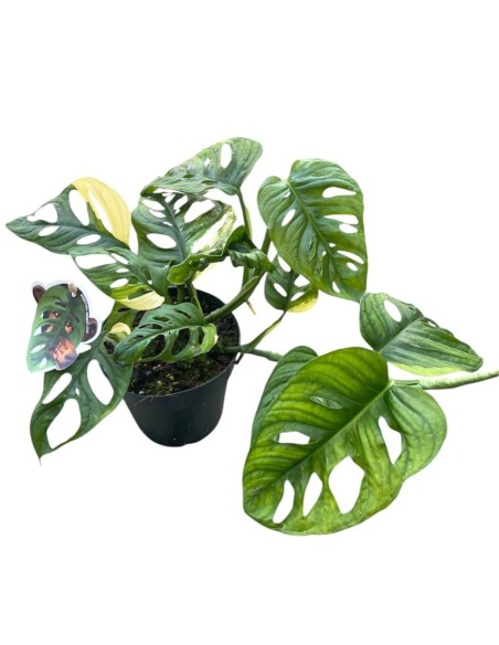 MONSTERA ADANSONII 'AUREA' foglie dorate uniche