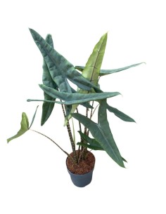 ALOCASIA ZEBRINA:  pianta tropicale con fusti zebrati