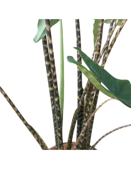 ALOCASIA ZEBRINA:  pianta tropicale con fusti zebrati