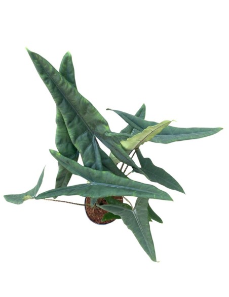 ALOCASIA ZEBRINA:  pianta tropicale con fusti zebrati