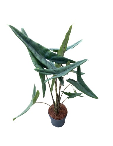 ALOCASIA ZEBRINA:  pianta tropicale con fusti zebrati