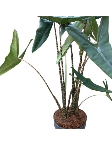 ALOCASIA ZEBRINA:  pianta tropicale con fusti zebrati