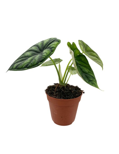 ALOCASIA 'DRAGON SCALE' scaglie di un drago