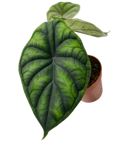 ALOCASIA 'DRAGON SCALE' scaglie di un drago 2