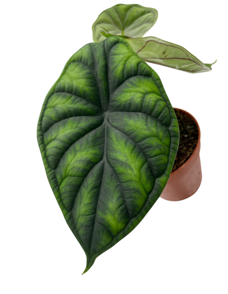 ALOCASIA 'DRAGON SCALE' scaglie di un drago