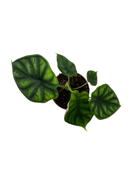 ALOCASIA 'DRAGON SCALE' scaglie di un drago