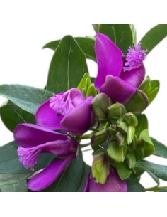 POLIGALA MIRTIFOLIA arbusto perenne fioritura prolungata 2