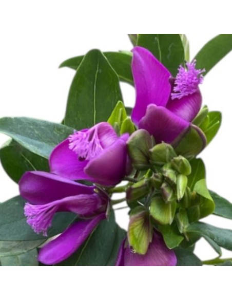 POLIGALA MIRTIFOLIA arbusto perenne fioritura prolungata