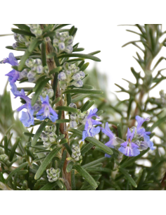 PIANTA DI ROSMARINO profumo intenso essenziale in cucina