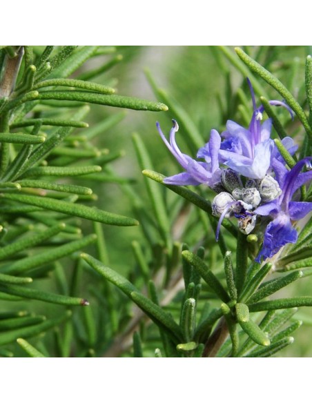 PIANTA DI ROSMARINO profumo intenso essenziale in cucina