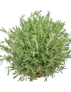 PIANTA DI ROSMARINO profumo intenso essenziale in cucina 2