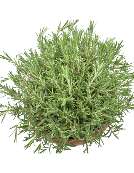 PIANTA DI ROSMARINO profumo intenso essenziale in cucina