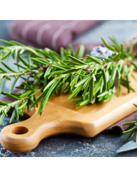 PIANTA DI ROSMARINO profumo intenso essenziale in cucina