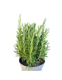 PIANTA DI ROSMARINO profumo intenso essenziale in cucina 2