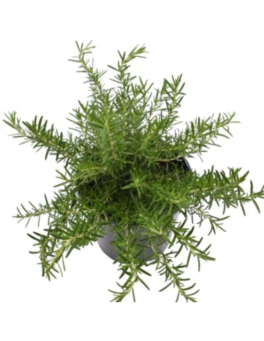 PIANTA DI ROSMARINO SERPILLO Strisciante e tappezzante