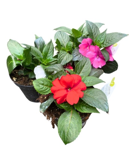 SUNPATIENS: Pianta con fioriture abbonadanti con minima cura