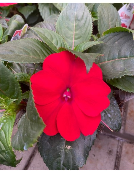 SUNPATIENS: Pianta con fioriture abbonadanti con minima cura