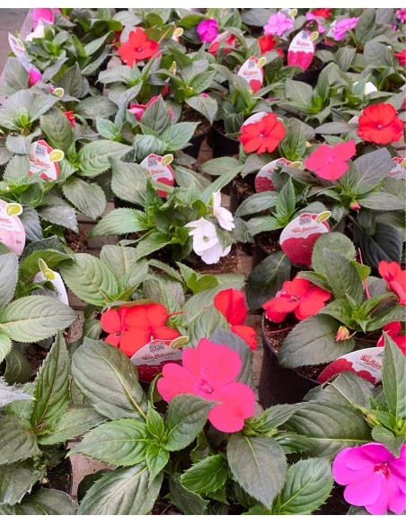 SUNPATIENS: Pianta con fioriture abbonadanti con minima cura