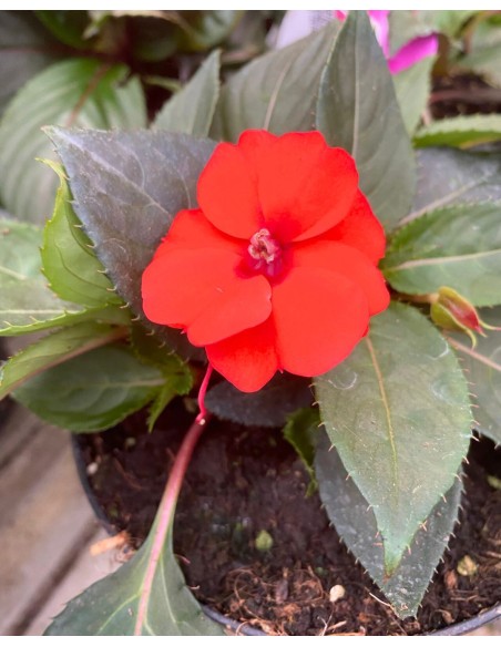 SUNPATIENS: Pianta con fioriture abbonadanti con minima cura