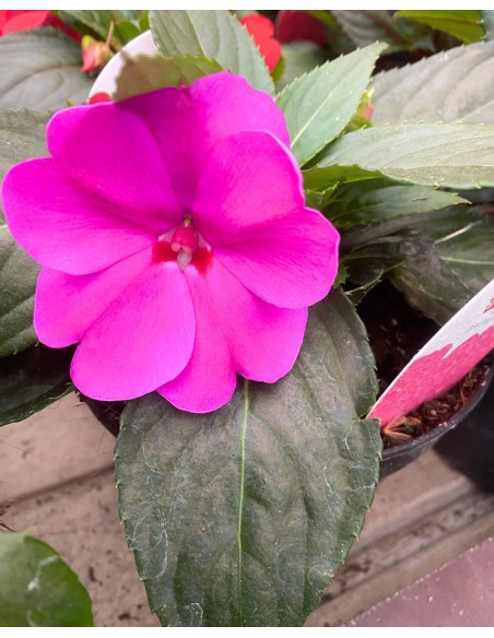 SUNPATIENS: Pianta con fioriture abbonadanti con minima cura