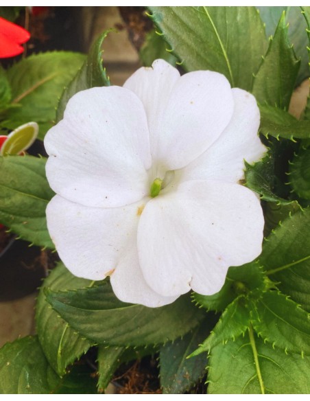 SUNPATIENS: Pianta con fioriture abbonadanti con minima cura