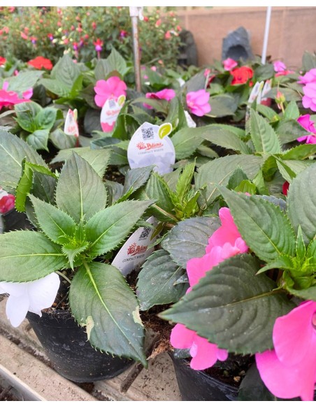 SUNPATIENS: Pianta con fioriture abbonadanti con minima cura