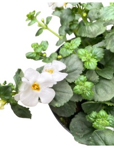 BACOPA in vaso 14cm: Cascata di fiori per il tuo balcone 2