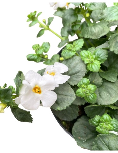 BACOPA in vaso 14cm: Cascata di fiori per il tuo balcone