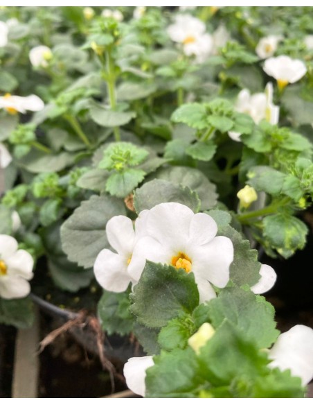 BACOPA in vaso 14cm: Cascata di fiori per il tuo balcone
