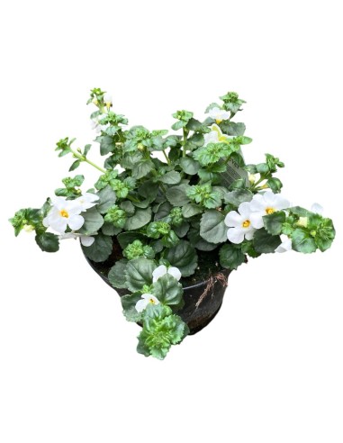 BACOPA in vaso 14cm: Cascata di fiori per il tuo balcone