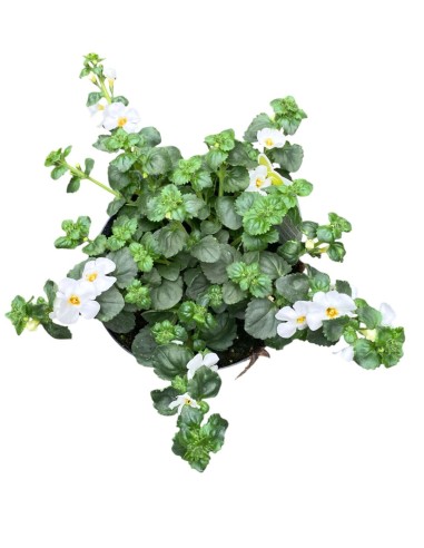 BACOPA in vaso 14cm: Cascata di fiori per il tuo balcone