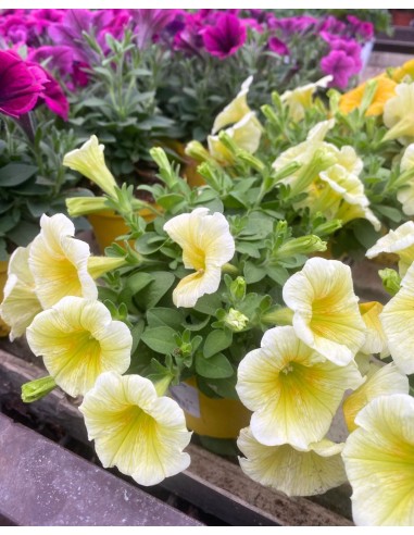 POTUNIA vaso 10cm: Massima Fioritura! Facili da Coltivare