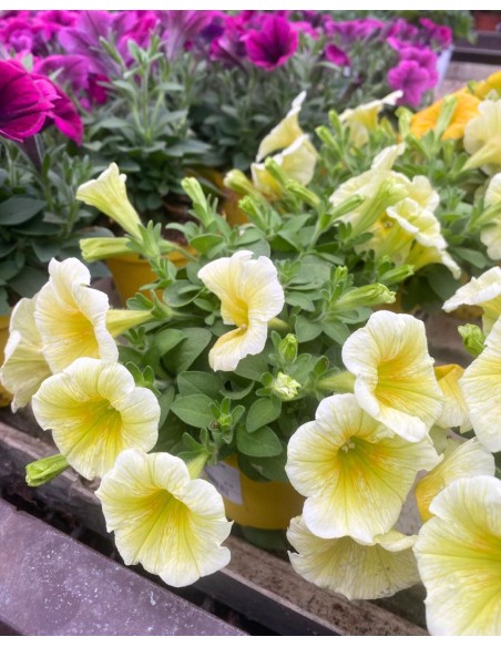 POTUNIA vaso 10cm: Massima Fioritura! Facili da Coltivare