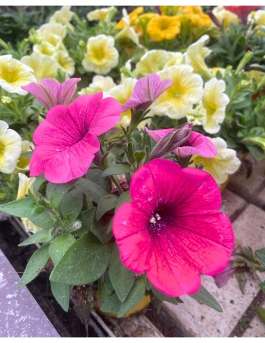 POTUNIA vaso 10cm: Massima Fioritura! Facili da Coltivare